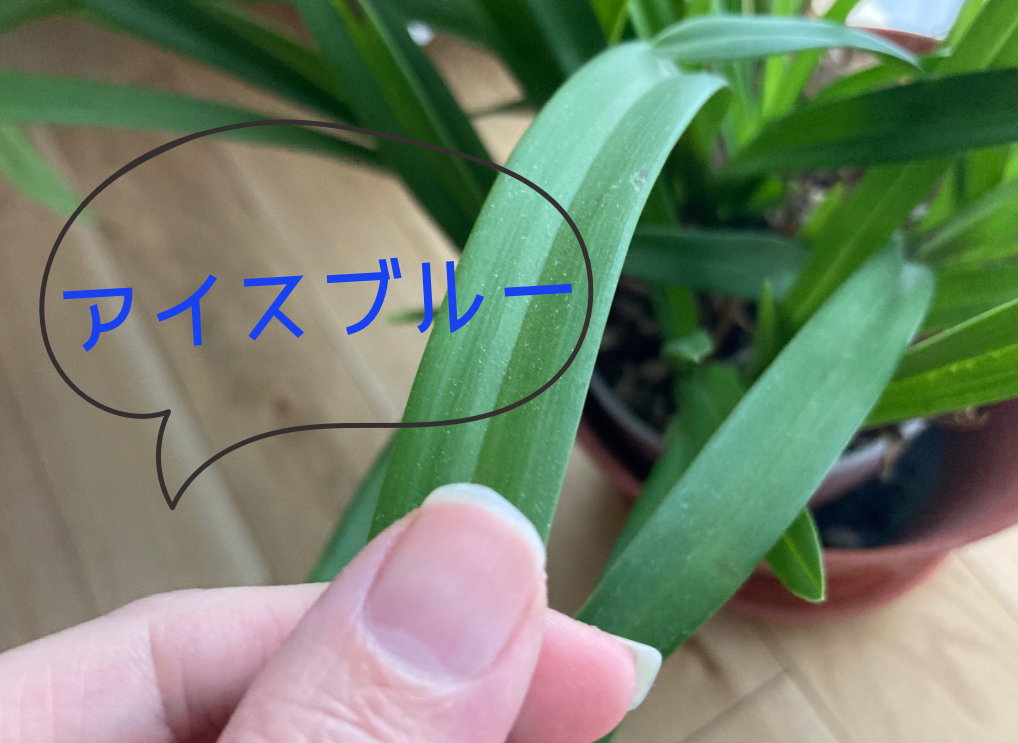 植物に触れてアイスブルーと唱える