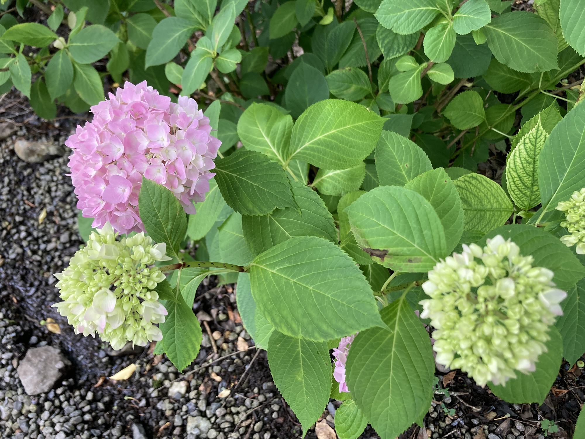あじさいの花