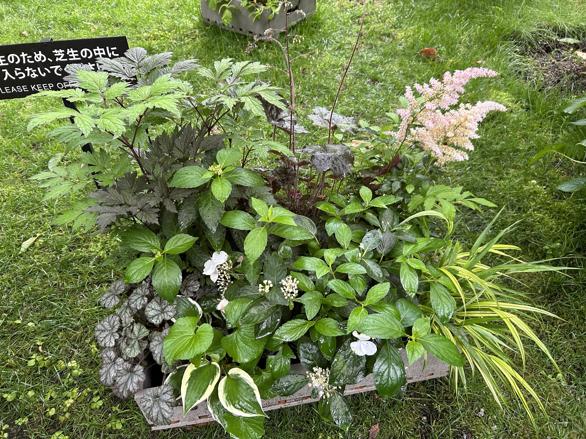 アスチルベの寄せ植え
