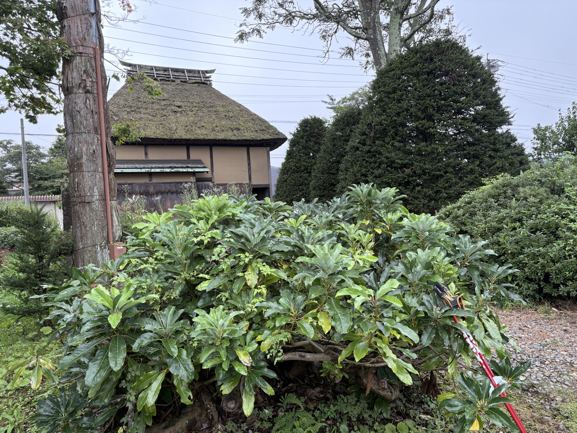 一茶の弟の家