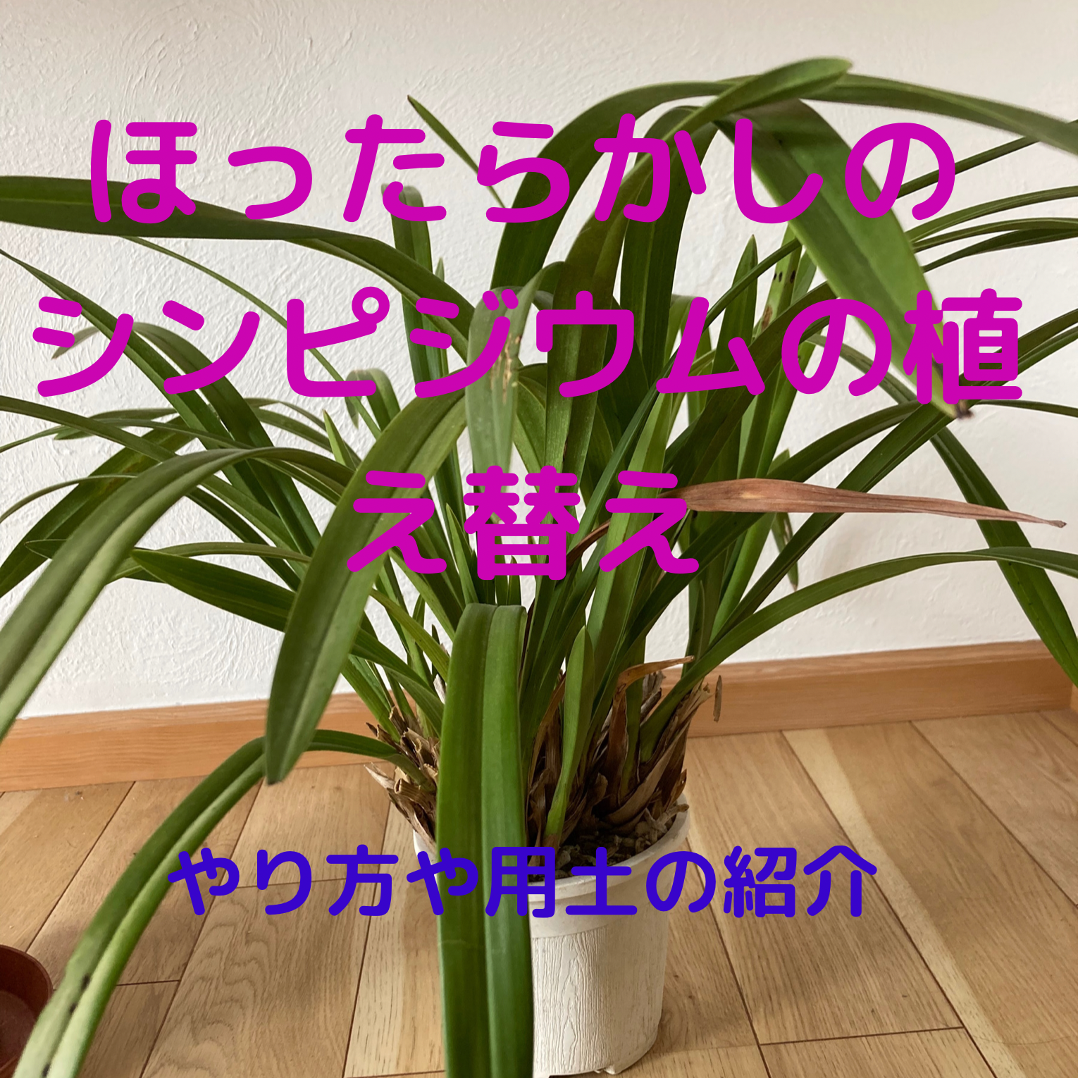 ほったらかしのシンビジウムの植え替え