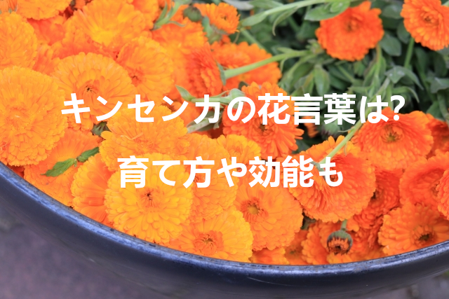 キンセンカの花言葉は？