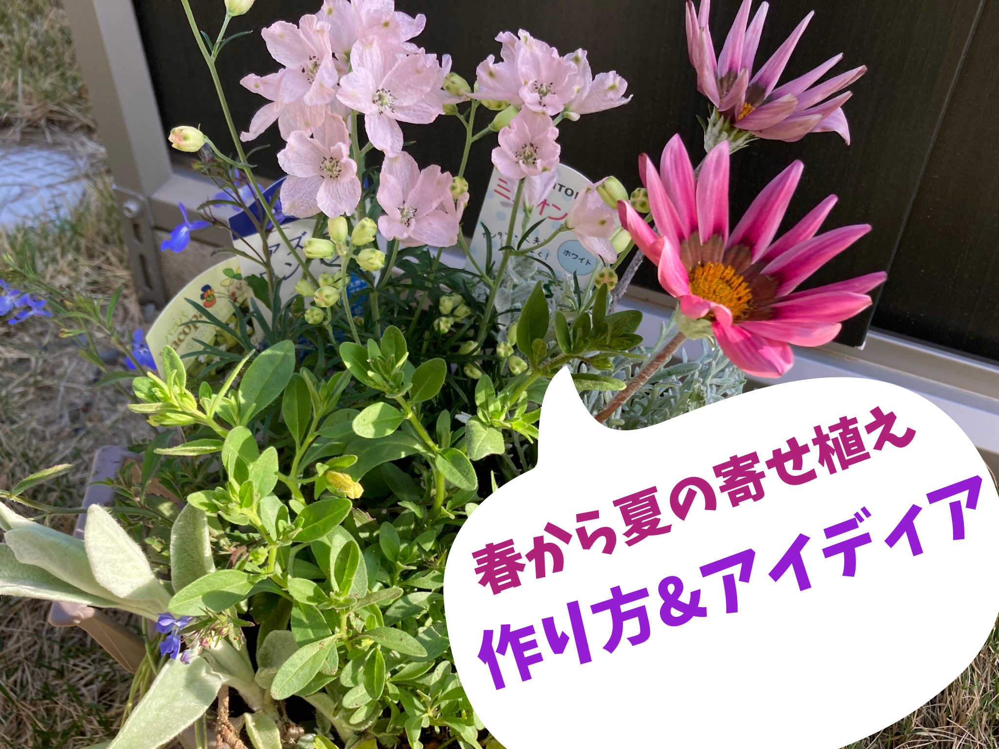 春から夏の寄せ植え