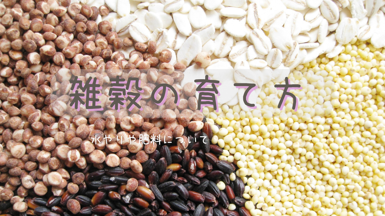 雑穀の育て方